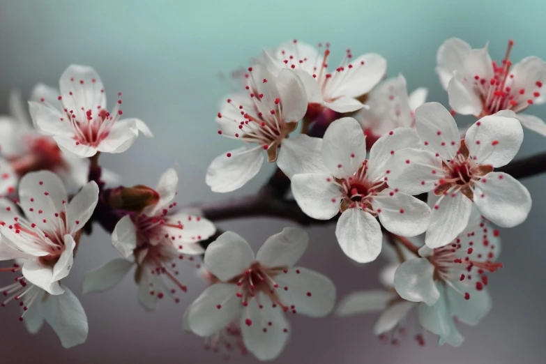 a bunch of white flowers on a branch, a macro photograph, by Eglon van der Neer, lush sakura, medium format, mixed art, mint