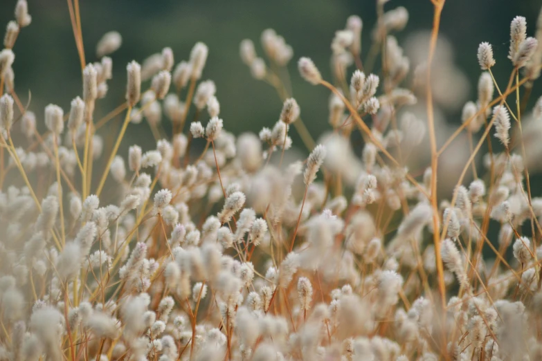 a bunch of white flowers sitting on top of a lush green field, inspired by Elsa Bleda, trending on unsplash, naturalism, dry grass, background image, seeds, 2019 trending photo