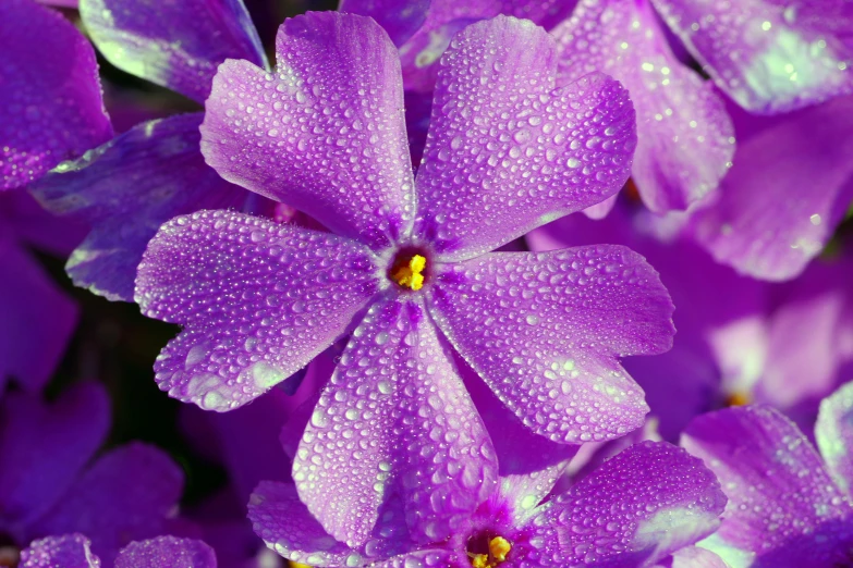 a bunch of purple flowers with water droplets on them, a portrait, by Jan Rustem, unsplash, fan favorite, verbena, an orchid flower, full body close-up shot