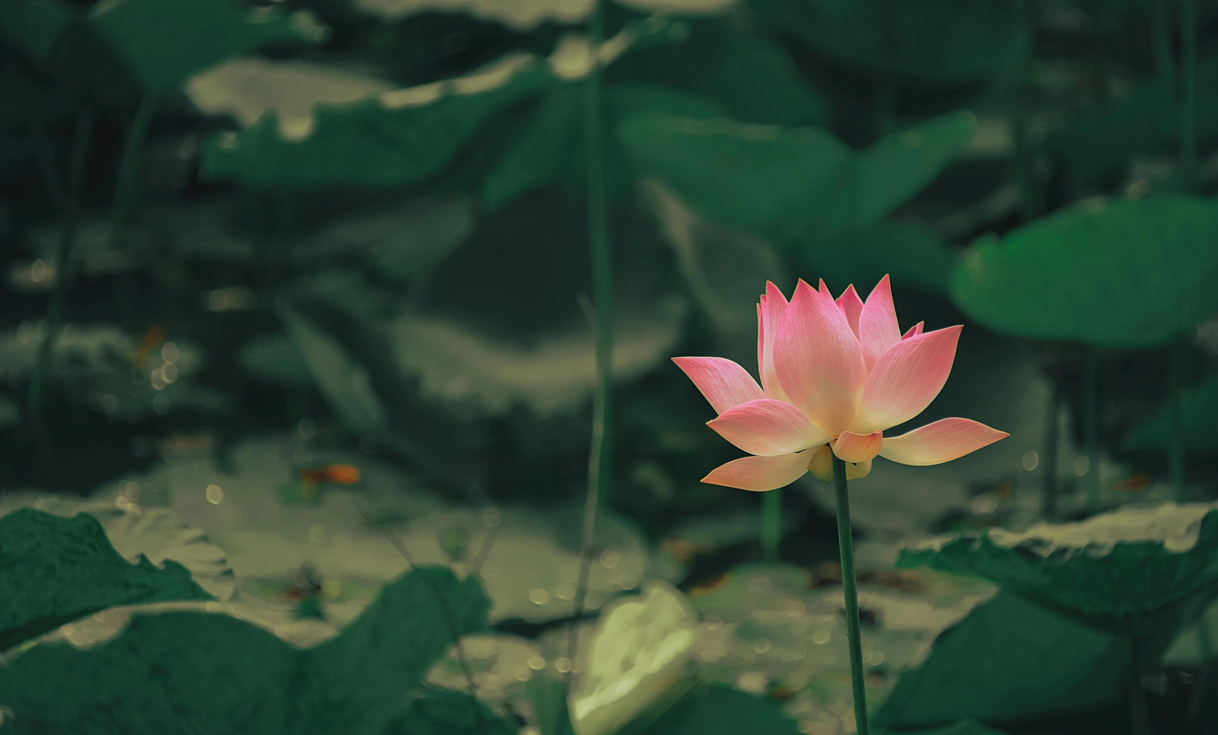 a pink flower sitting on top of a lush green field, a picture, by Reuben Tam, unsplash, minimalism, standing gracefully upon a lotus, aquatic plants, on a dark background, serene post-nuclear background