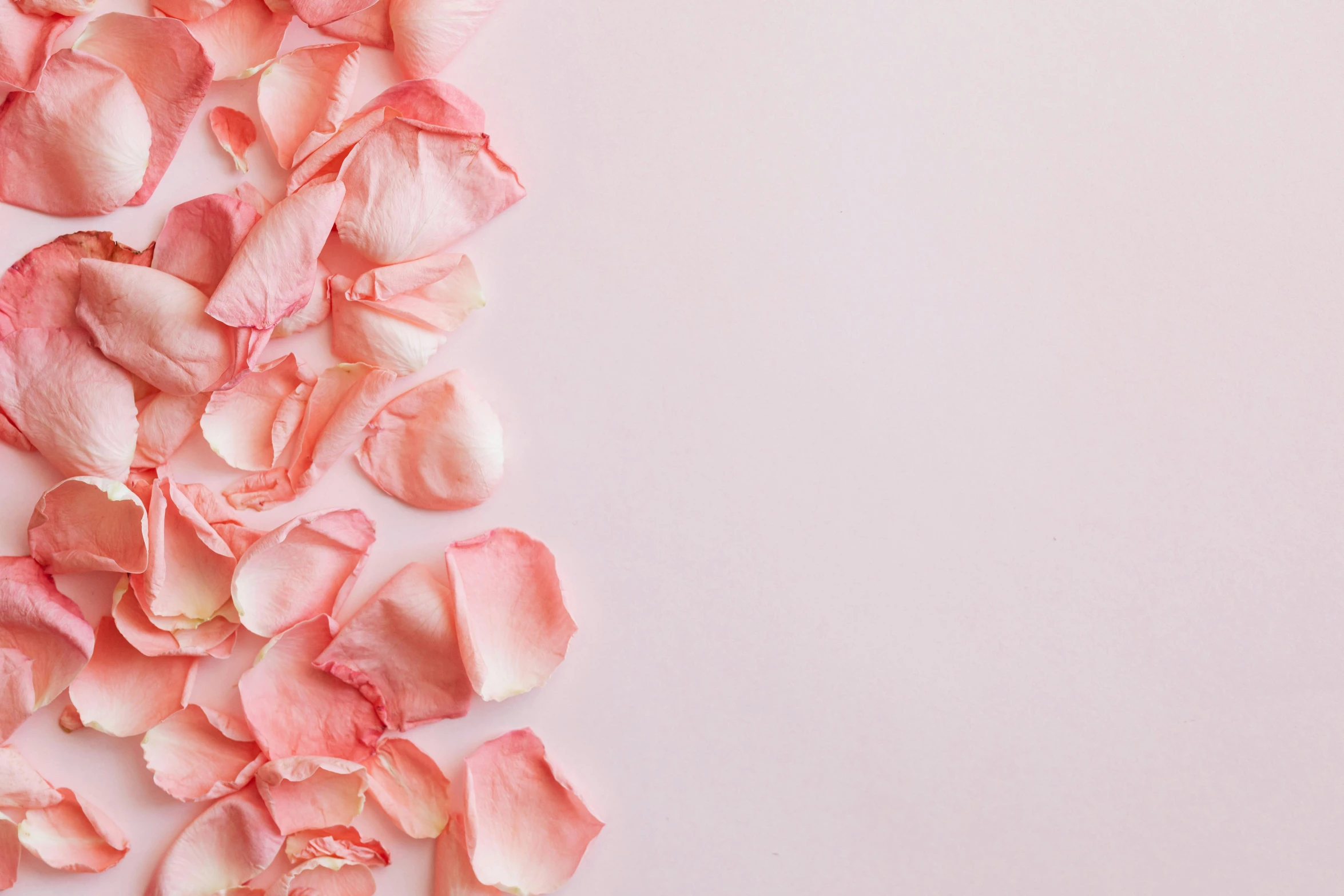 a close up of pink petals on a white surface, an album cover, trending on pexels, aestheticism, rose background, skincare, full body image, dull pink background