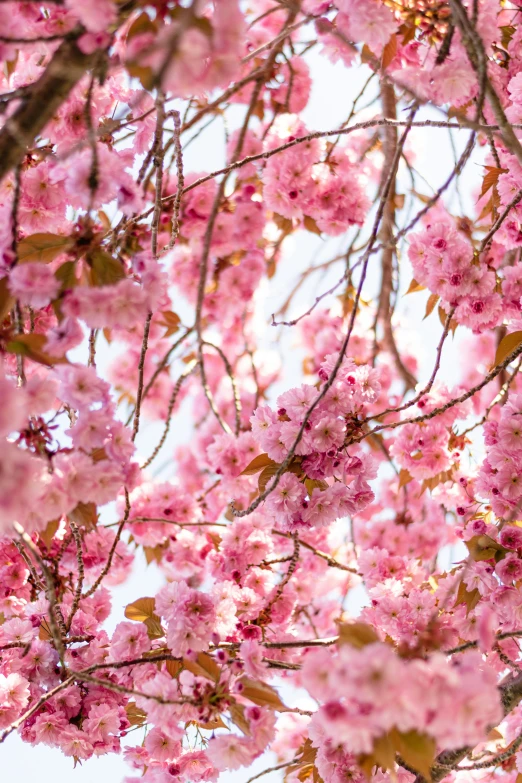 a close up of a tree with pink flowers, cherry blossom trees, al fresco, vivid), amber