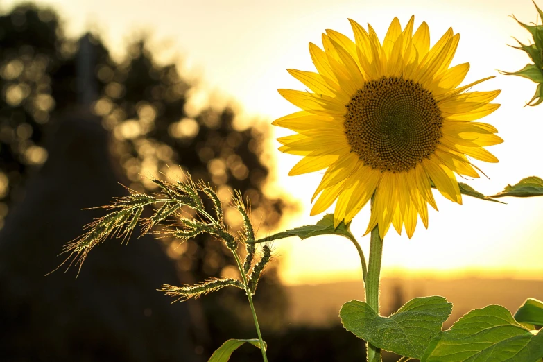 a close up of a sunflower in a field, by Niko Henrichon, pexels contest winner, evening sunlight, various posed, paul barson, delightful surroundings