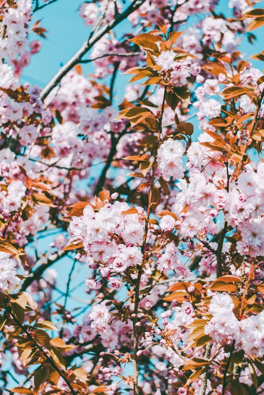 a tree with pink flowers against a blue sky, trending on unsplash, cherries, loosely cropped, color image, canvas