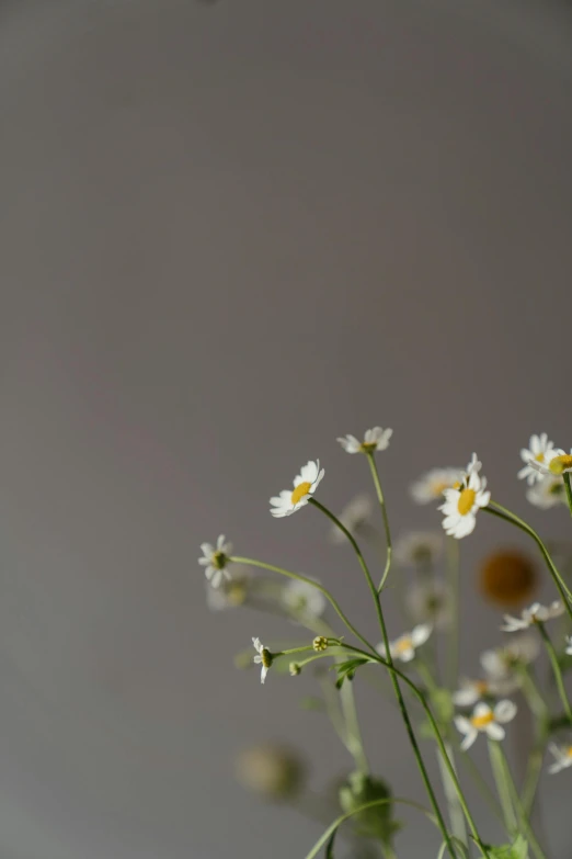 a vase filled with white flowers on top of a table, by James Morris, trending on unsplash, minimalism, chamomile, studio medium format photograph, made of wildflowers, grey