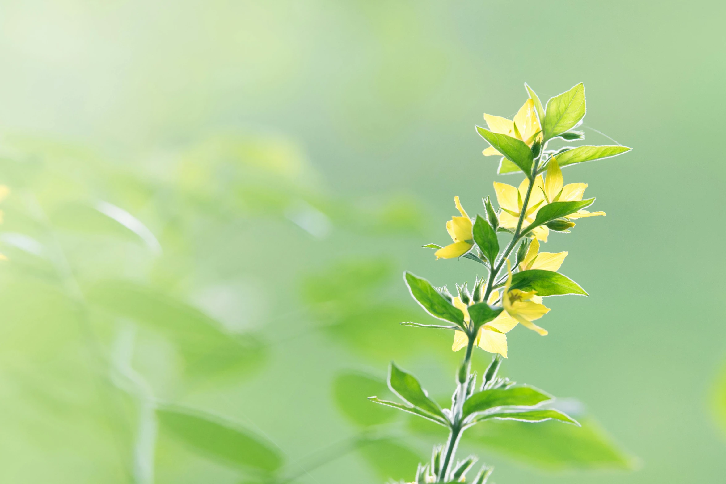a close up of a plant with green leaves, by Anato Finnstark, yellow flowers, gradient light yellow, salvia, without text