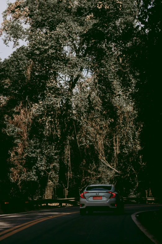 a car driving down a tree lined road, inspired by Elsa Bleda, hurufiyya, assamese aesthetic, high quality photo, ((forest))