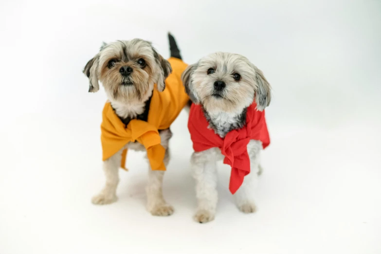 a couple of small dogs standing next to each other, pexels, bauhaus, wearing red and yellow clothes, bows, gray and orange colours, tech robes