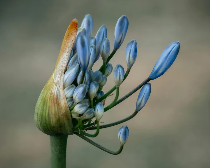 a close up of a flower budding on a stem, by Eglon van der Neer, unsplash contest winner, renaissance, crown of blue flowers, on blue fire, mediumslateblue flowers, lily flowers