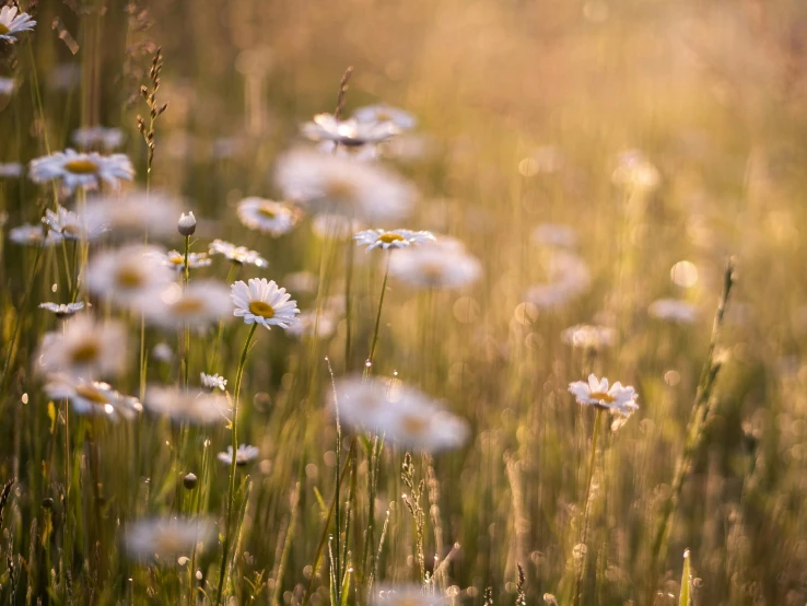 a field filled with lots of white flowers, by Eglon van der Neer, pexels contest winner, evening sunlight, chamomile, warm golden backlit, at gentle dawn pink light