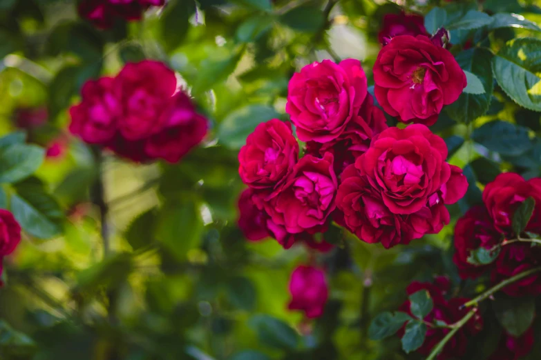 a close up of a bunch of red roses, pexels contest winner, lush surroundings, magenta, shot on sony a 7, instagram post