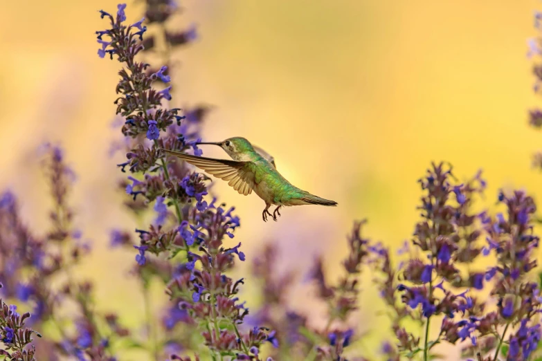 a hummingbird flying through a field of purple flowers, by Brian Thomas, pixabay contest winner, arabesque, gold and green, salvia, in a gentle green dawn light, unsplash photo contest winner