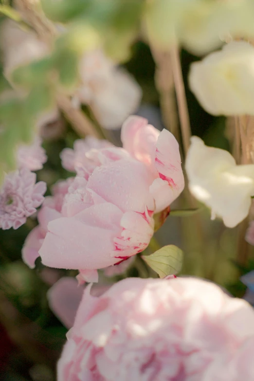 a close up of a bunch of flowers, pastel pink, al fresco, carefully crafted, subtle detailing