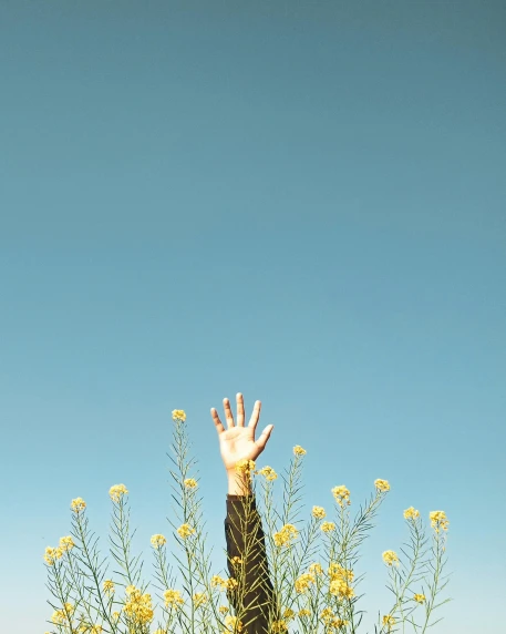 a person reaching for a frisbee in a field of yellow flowers, unsplash, minimalism, clear blue sky, background image, trending photo
