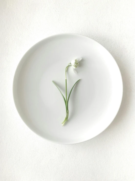a white plate with a single flower on it, inspired by Robert Mapplethorpe, unsplash, ramps, made of food, porcelain forcefield, with a long white