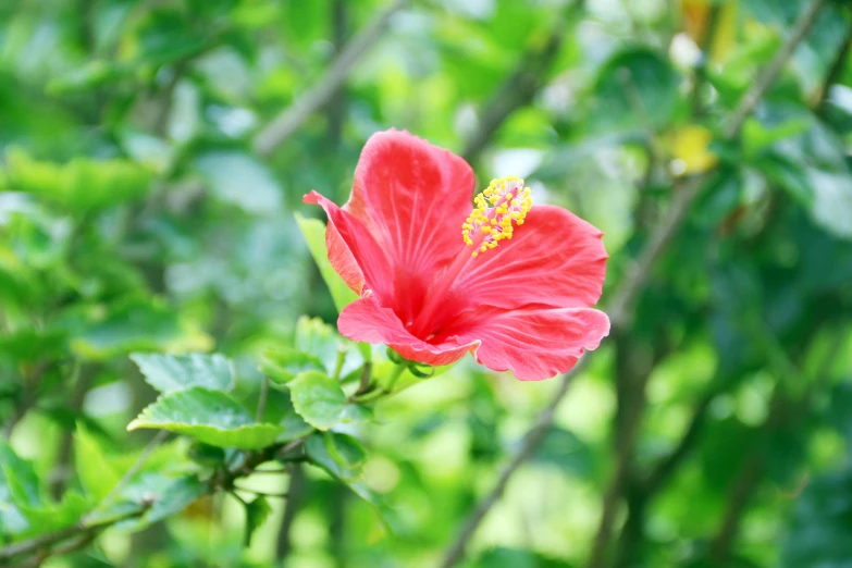 a close up of a red flower on a tree, pexels, hurufiyya, hibiscus, fan favorite, pink flower, single