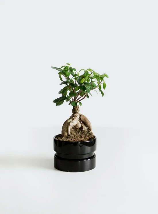 a small bonsai tree in a black pot, inspired by Gatōken Shunshi, mingei, curated collection, honeysuckle, miniature product photo, green