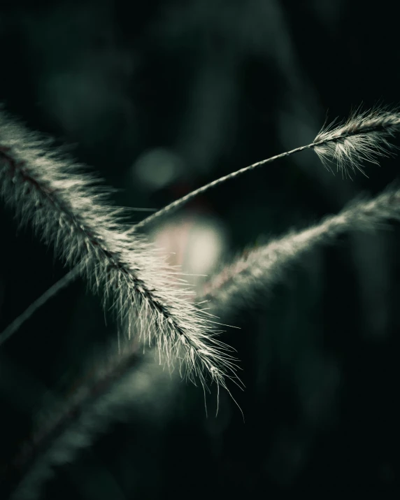 a black and white photo of some grass, a macro photograph, inspired by Elsa Bleda, trending on pexels, desaturated color, furr, 8k 28mm cinematic photo, night photo