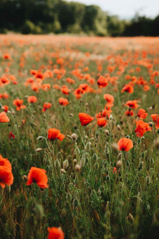 a field filled with lots of red flowers, unsplash contest winner, wwi, orange, lightweight, tall