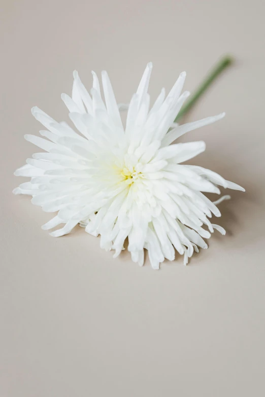 a single white flower sitting on top of a table, plain background, white fringy hair, textured base ; product photos, on grey background