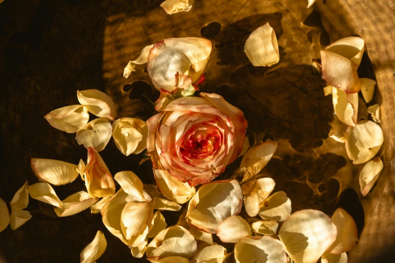 a bowl filled with lots of flowers on top of a table, an album cover, inspired by Elsa Bleda, pexels contest winner, renaissance, large individual rose petals, warm golden backlit, decaying dappled sunlight, brown and gold