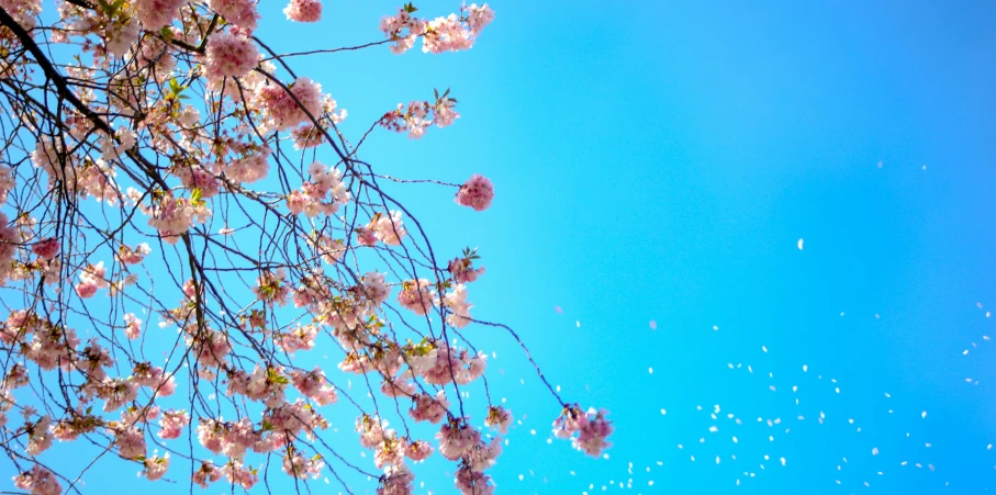 a tree with lots of pink flowers in front of a blue sky, by Niko Henrichon, trending on unsplash, aestheticism, falling cherry blossoms pedals, spores floating in the air, color ( sony a 7 r iv, birds on cherry tree