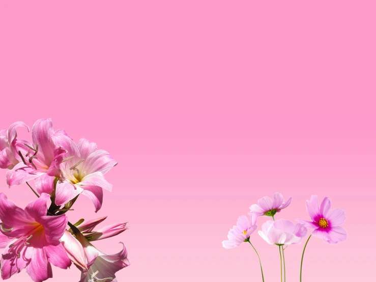 two vases filled with pink flowers against a pink background, a digital rendering, trending on pixabay, background image, lily flowers. 8 k, ground view shot, pink gradient background