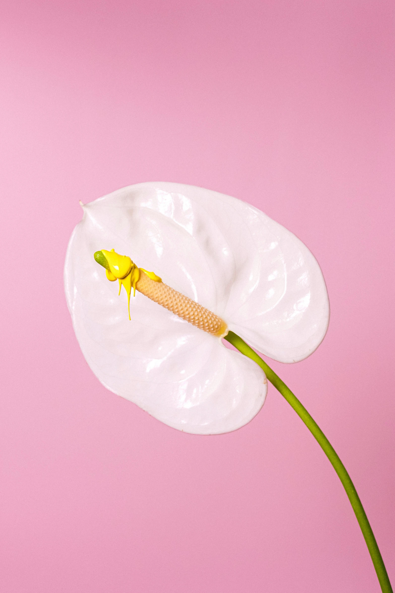 a white flower on a pink background, a surrealist sculpture, trending on pexels, conceptual art, banana, wax skin, contracept, lily pad