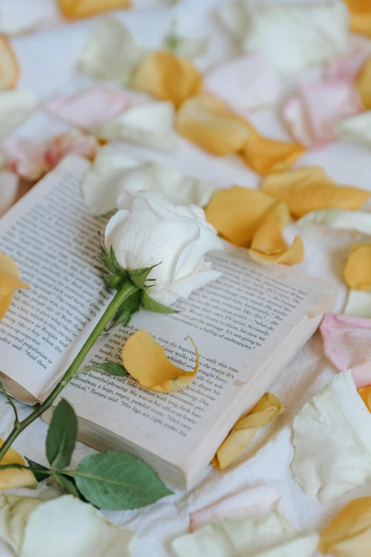 a white rose sitting on top of an open book, rose petals, curated collection, multiple stories, yellow rose