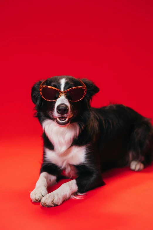 a black and white dog wearing sunglasses on a red background, pexels, border collie, wearing gold glasses, red and orange colored, subject: dog