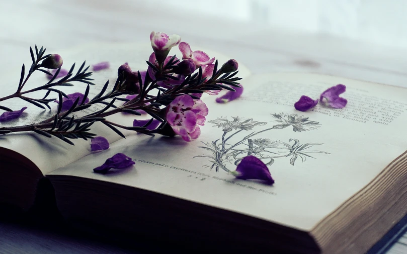 an open book sitting on top of a wooden table, a still life, by Lucia Peka, pexels contest winner, romanticism, purple flowers, on a botanical herbarium paper, vintage closeup photograph, white and purple