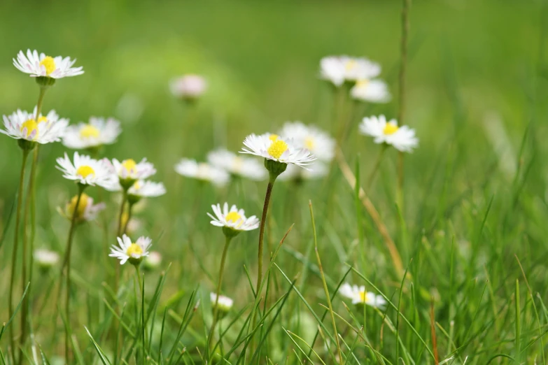 a bunch of white flowers sitting on top of a lush green field, trending on pixabay, minimalism, field of wild flowers, ari aster, in the grass, youthful colours