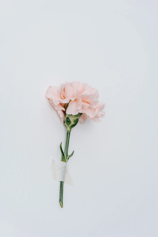 a single pink carnation on a white background, by Anna Boch, trending on unsplash, made of silk paper, beautiful wallpaper, alessio albi, concert