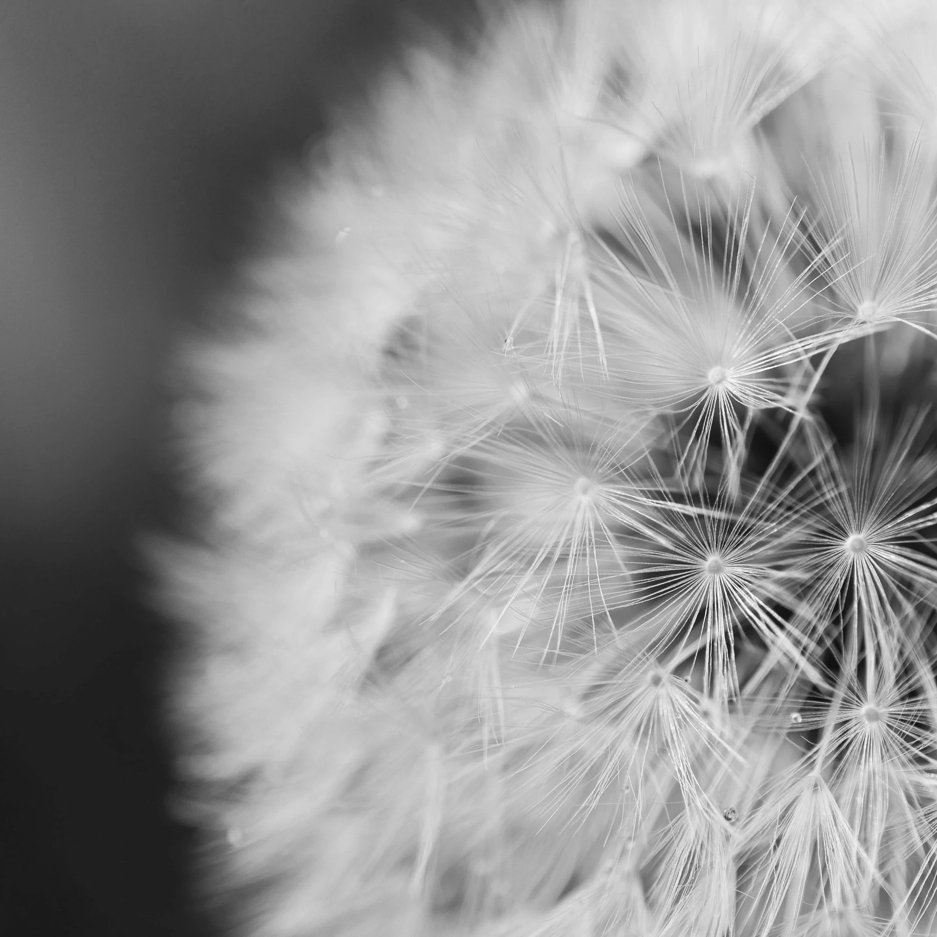 a black and white photo of a dandelion, a macro photograph, by Daniel Gelon, pexels, portrait image