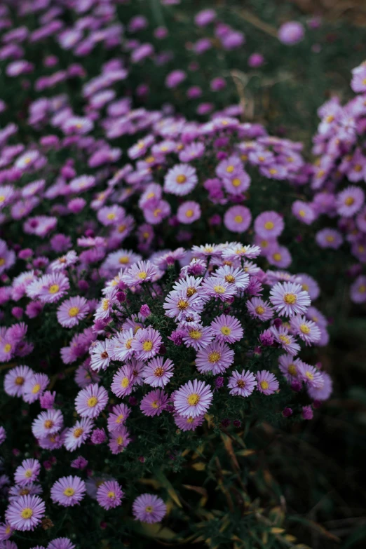 a bunch of purple flowers sitting on top of a lush green field, chrysanthemums, arabella mistsplitter, commercially ready, petite