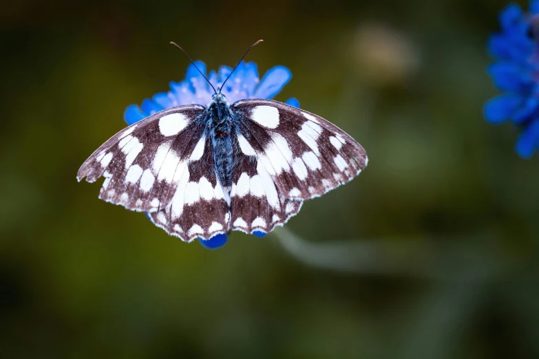 a butterfly sitting on top of a blue flower, by David Paton, pexels contest winner, white with black spots, avatar image, celebration, regal pose