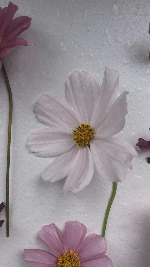 pink and white flowers on a white surface, view of the cosmos, low quality photo, in muted colours, made purely out of water