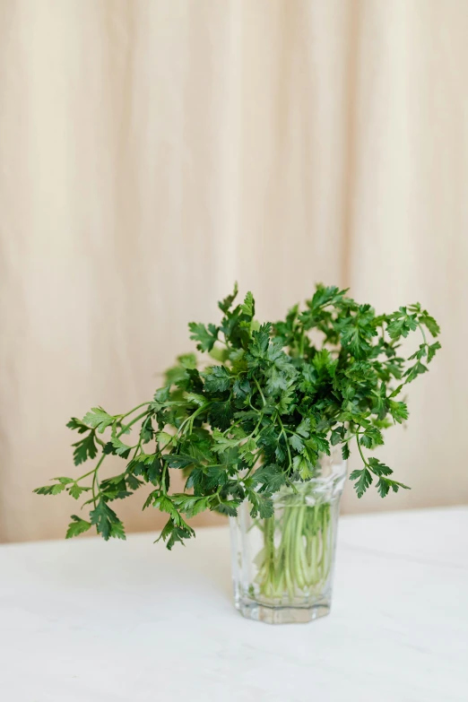 a vase filled with green plants on top of a table, by Jessie Algie, herbs, celery man, with ivy, mild