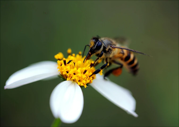 a bee sitting on top of a white flower, slide show, thumbnail, 8 0 mm photo, ai biodiversity