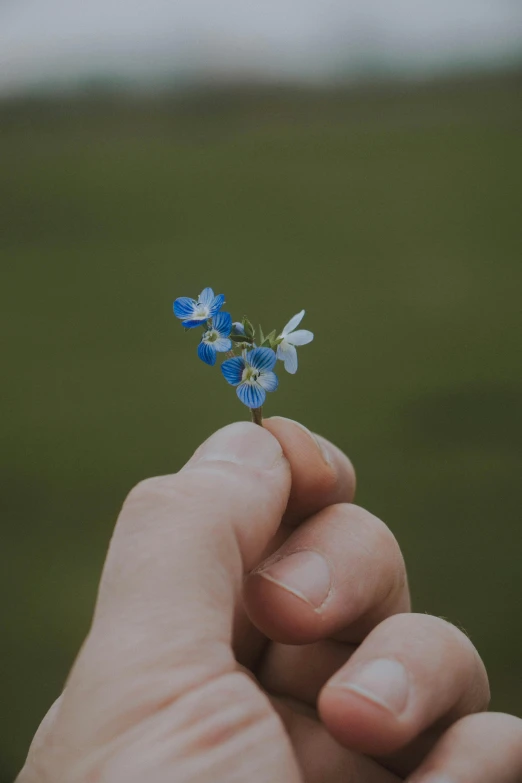 a person holding a small blue flower in their hand, unsplash, paul barson, without text, celebrating, waving