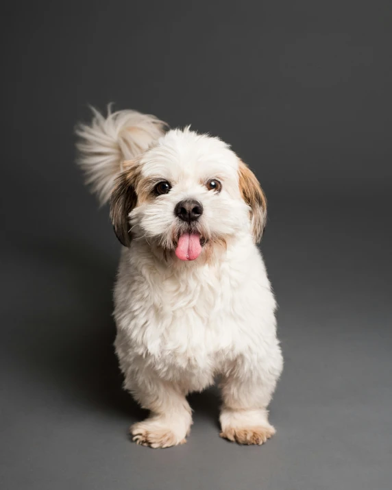 a small white dog sitting on top of a gray floor, trending on unsplash, baroque, tongue out, studio lit, fluffy'', waving