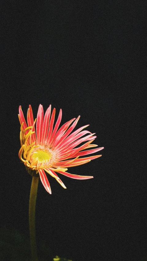 a pink flower sitting on top of a green plant, an album cover, by Arie Smit, art photography, red on black, chrysanthemum, red yellow, night time photograph