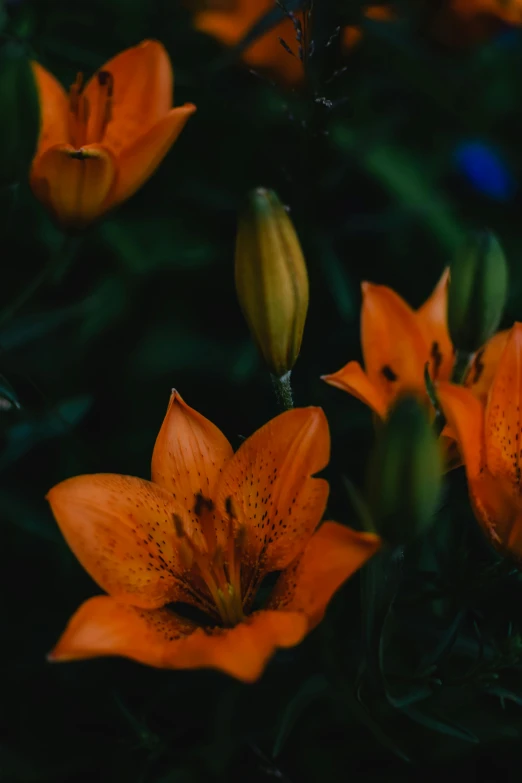 a group of orange flowers sitting on top of a lush green field, trending on unsplash, renaissance, lily flowers. 8 k, dark. no text, at nighttime, close - up portrait shot