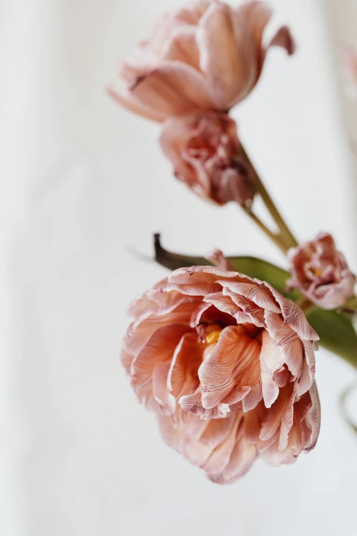 a vase filled with pink flowers on top of a table, inspired by Floris van Dyck, trending on unsplash, close up shot from the side, tulip, made of silk paper, withered