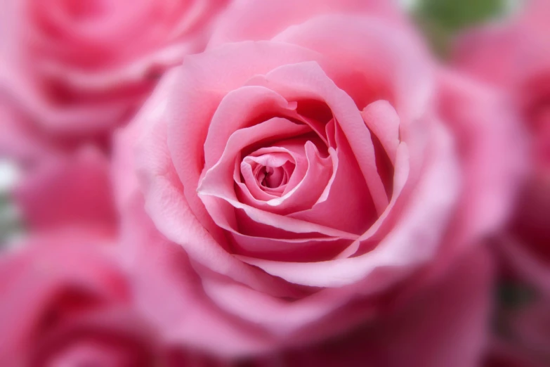 a close up of a bunch of pink roses, by Julian Allen, pexels contest winner, extreme close - up shot, ((pink)), smooth detailed, dreamy soft