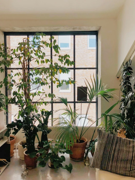 a living room filled with lots of potted plants, inspired by Elsa Bleda, trending on unsplash, light and space, window view, taken in the late 2000s, black windows, low quality photo