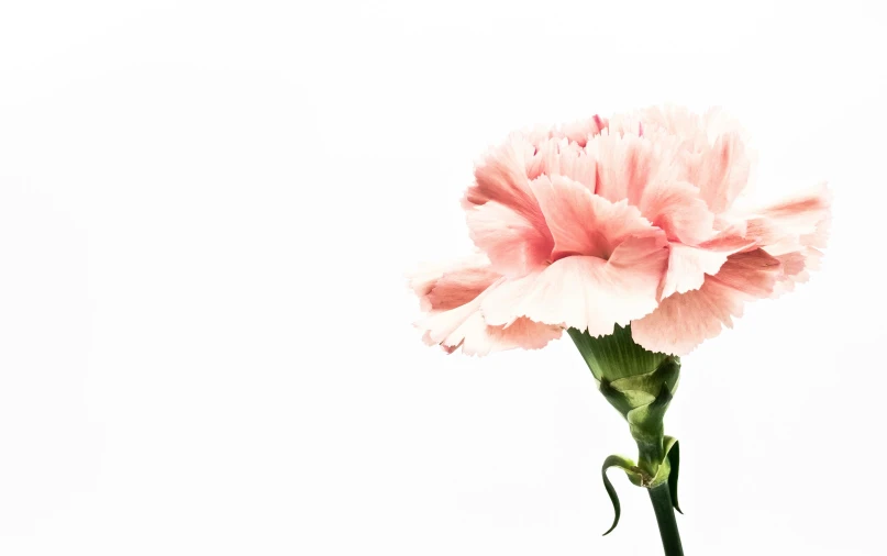 a single pink carnation against a white background, by Carey Morris, pexels, instagram post, 15081959 21121991 01012000 4k, medical, instagram picture