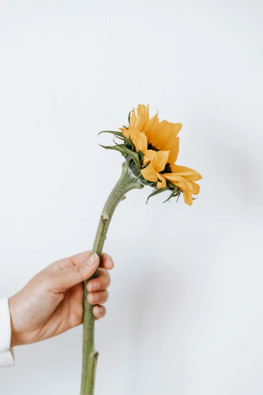 a person holding a yellow flower in their hand, with a white background, instagram picture, stems, devastated