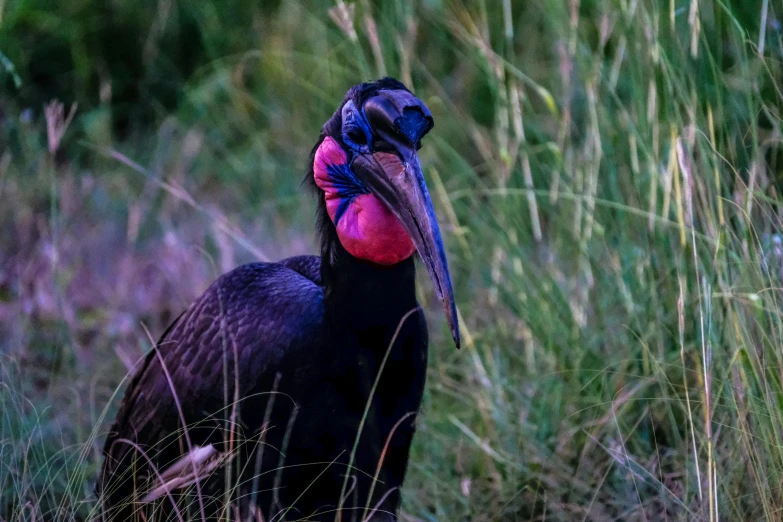 a large bird standing on top of a lush green field, a portrait, hurufiyya, long pointy pink nose, unsplash photo contest winner, black, big beak