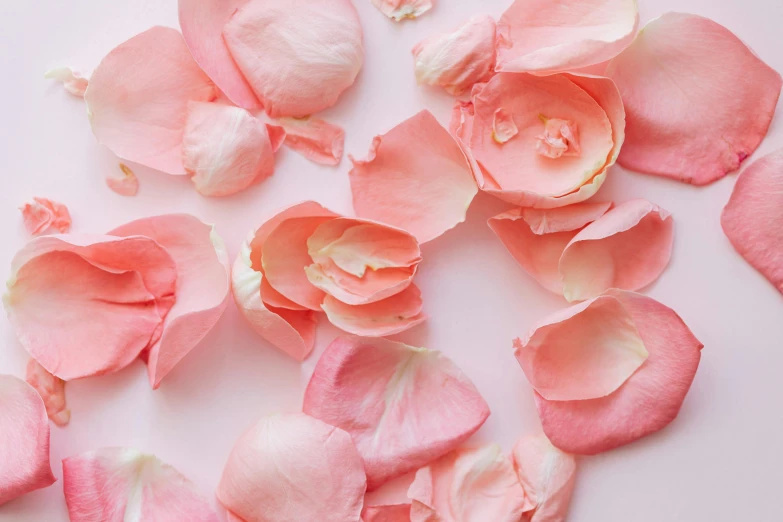 pink rose petals scattered on a white surface, by Lucette Barker, trending on pexels, candy treatments, pressed flowers, light pink background, rosy cheeks